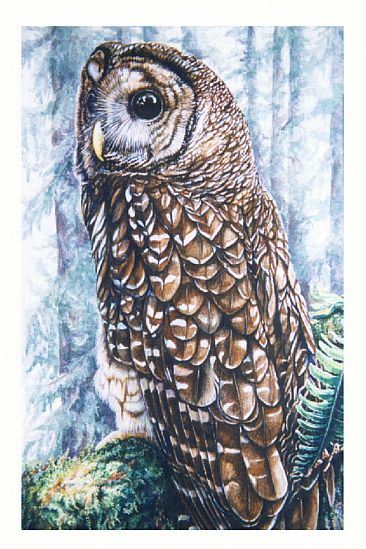 Northern Spotted Owl - Northern Spotted owl by Linda Parkinson